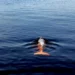 Peixe com corpo branco e cauda alaranjada nadando em água azul escura e límpida