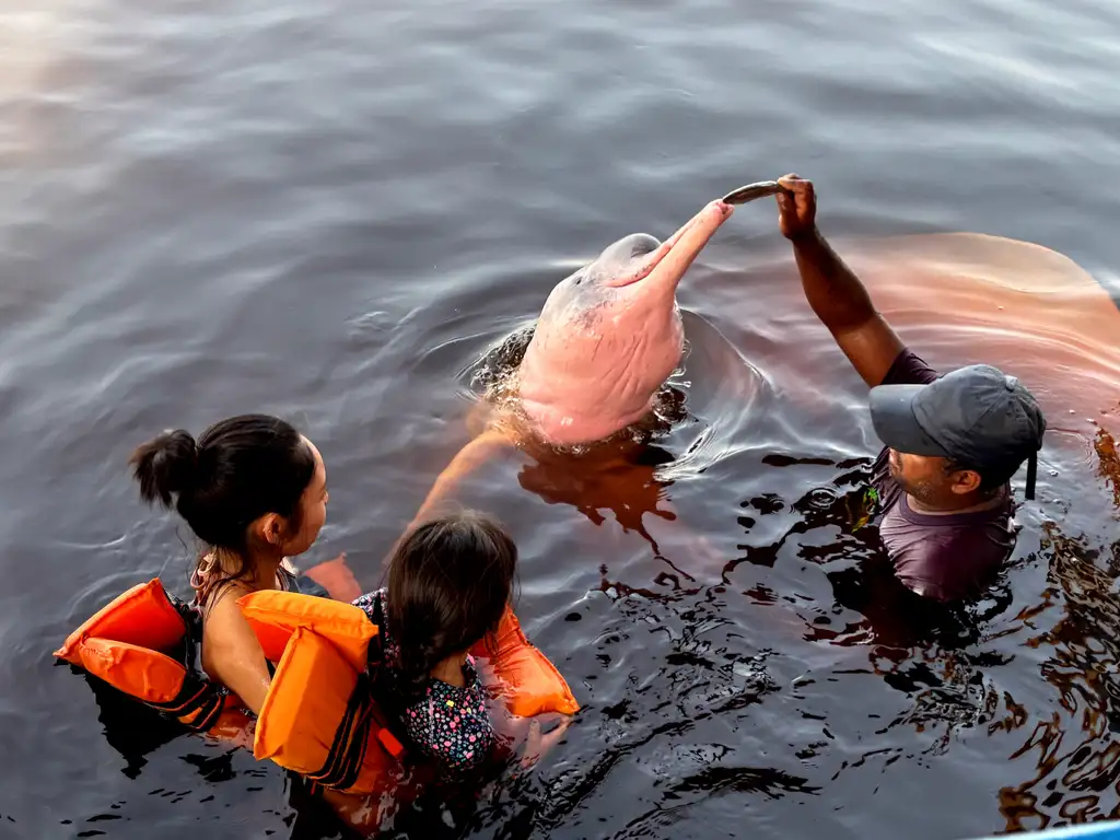 Encontro com boto-cor-de-rosa em rio amazônico Pessoa alimentando boto-cor-de-rosa em rio com duas crianças observando usando coletes salva-vidas