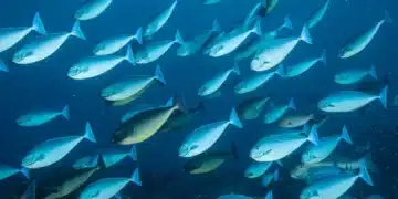 Grupo denso de peixes azuis e prateados em águas abertas, representando um cardume ou banco de peixes.