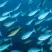 Grupo denso de peixes azuis e prateados em águas abertas, representando um cardume ou banco de peixes.