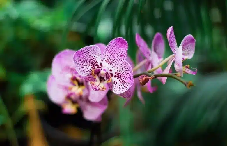 A Exuberante Orquídea (Grafia Correta com "E"): Diversidade e Beleza Botânica Um ramo de orquídea na cor rosa e lilás com pintas escuras, destacando a beleza da flor cuja grafia correta na língua portuguesa é com "e".