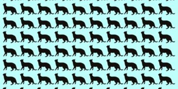 Desafio visual com várias silhuetas pretas de gatos em fundo azul, uma é diferente das outras