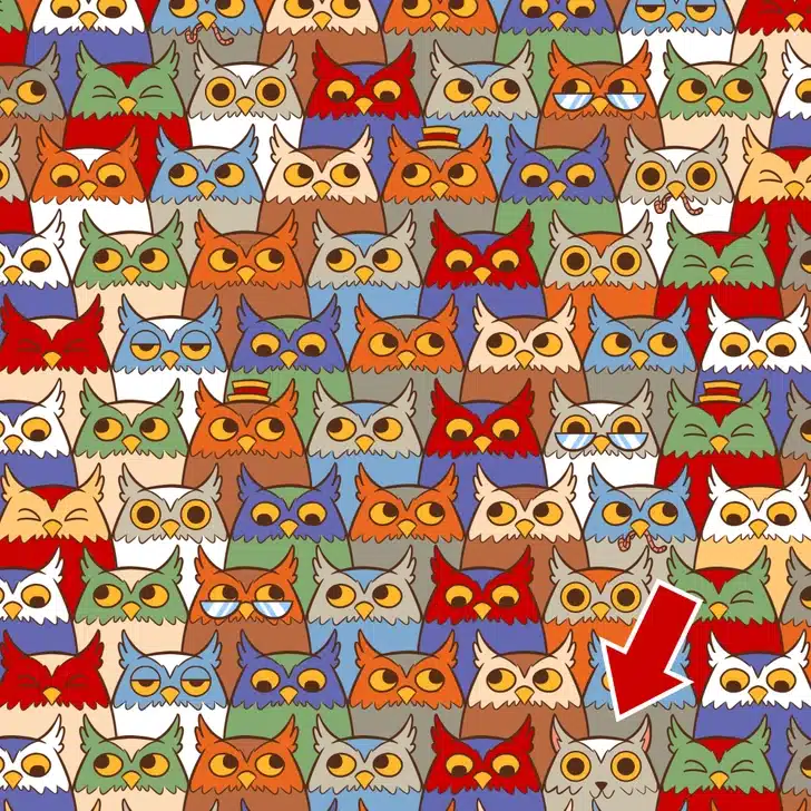 Ache o gato camuflado neste padrão colorido de corujas Desfio visual com corujas desenhadas em várias cores e estilos com diferentes expressões faciais.