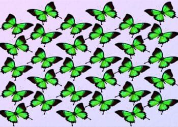 Teste visual com uma imagem de várias borboletas verdes, organizadas de forma regular sobre fundo claro