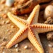 Estrela-do-mar entre conchas na areia.