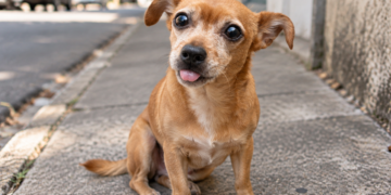 Cachorro vira-lata caramelo sentado na calçada representando a explicação do plural da palavra vira-lata.