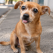 Viras-latas ou vira-latas? Descubra como escrever o plural da palavra sem errar 11 Cachorro vira-lata caramelo sentado na calçada representando a explicação do plural da palavra vira-lata.