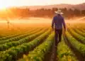 Curso online de Agropecuária: veja como se qualificar para atuar na gestão rural sustentável 13 Agricultor em plantação irrigada representa curso de Agropecuária para Gestão Rural Sustentável.